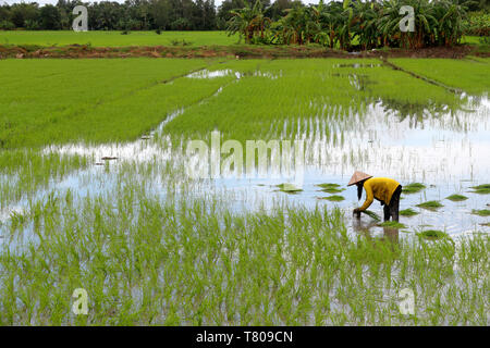 Woman farmer working in a rice field transplanting rice in the Mekong Delta, Can Tho, Vietnam, Indochina, Southeast Asia, Asia Stock Photo