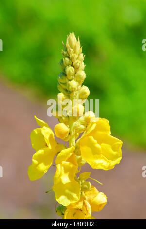 Beautiful yellow flower taken close up during spring season. In the bottom part the flower has bright yellow leaves, in the upper part it is still blooming. Stock Photo