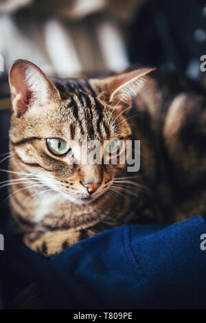 Closeup of cute adorable short haired tabby cat with stripes and yellow green eyes lying on dark blue clothes. Domestic hairy furry animal pet indoors Stock Photo