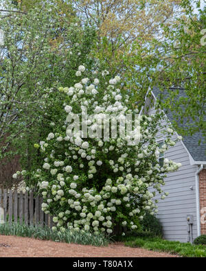 Japanese snowball bush, Viburnum plicatum, in flower in an urban neighborhood. Knoxville, Tennessee, USA. Stock Photo
