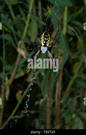 Leavenworth, Kansas. Black and Yellow Garden Spider. "Argiope aurantia" Stock Photo