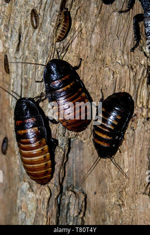 Apple Valley, Minnesota. Minnesota zoo. Madagascar hissing cockroaches.  "Gromphadorhina portentosa" Stock Photo
