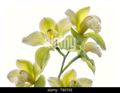 ORCHID Cymbidium Saint Helier gx 'Mont Millais' orchids against white background Stock Photo
