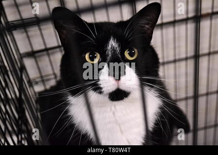 black and white feral cat stares pleadingly through cage bars at a local animal shelter Stock Photo