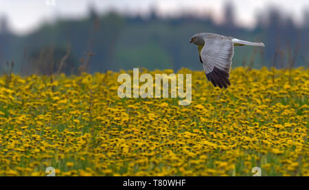 Adult male Hen Harrier flying over the blossoming dandelion field Stock Photo