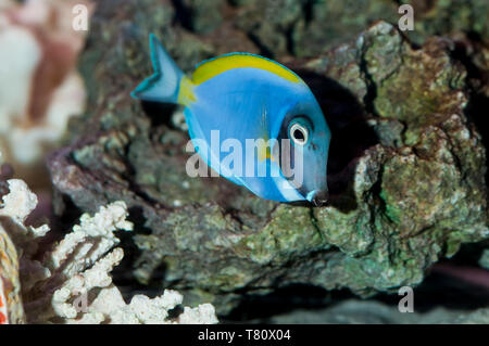 Powder Blue Tang,  Acanthurus leucosternon,  swimming in an aquarium. Stock Photo