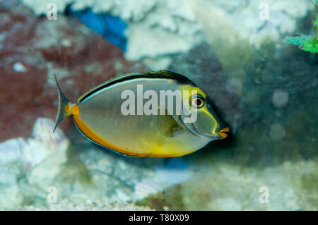 Minnesota. Aquarium fish.  Naso Tang, Naso lituratus. Stock Photo