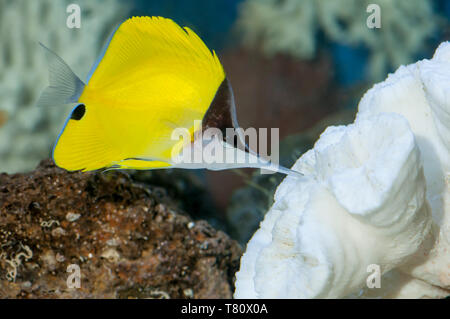 Minnesota. Aquarium fish. Yellow Longnose Butterflyfish; Forcipiger flavissimus. Stock Photo