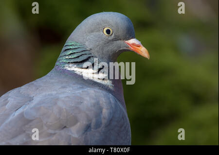 Common wood pigeon very close portrait with detailed face and eyes Stock Photo