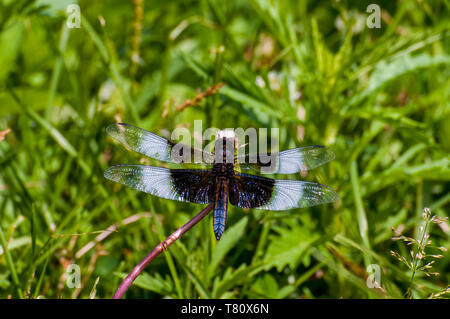 Vadnais Heights, Minnesota.  Vadnais lake regional park.  Immature male Widow Skimmer, Libellula luctuosa. Stock Photo