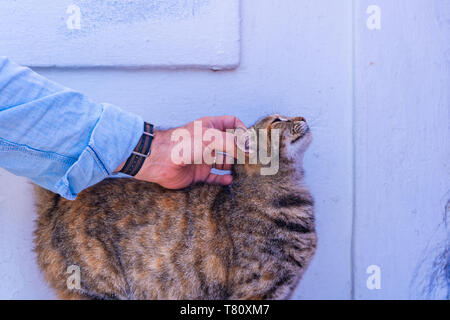 Male hand stroking a tabby cat sitting on white wall in Oia. Stray cats in Santorini, Greece Stock Photo