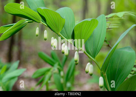 Solomon's seal white flowers macro in forest Stock Photo