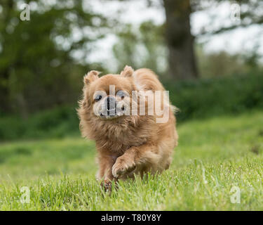 tibetan spaniel dog Stock Photo