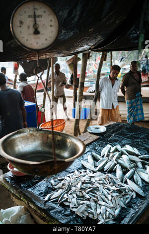 Fish market at dawn, Galle, South Coast, Sri Lanka, Asia Stock Photo