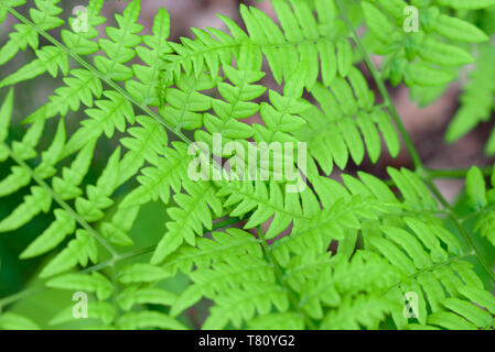 fern Pteridium aquilinum bracken, brake spring green leaves macro selective focus Stock Photo