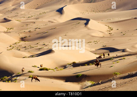 Bactrian camels, Badain Jaran Desert, Gobi Desert, Inner Mongolia, China, Asia Stock Photo