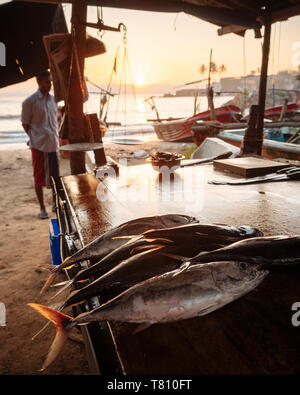Fish market at dawn, Galle, South Coast, Sri Lanka, Asia Stock Photo