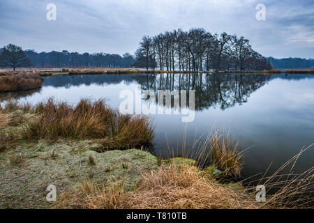 Pen Ponds, the lakes in Richmond Park, Richmond, London, England, United Kingdom, Europe Stock Photo