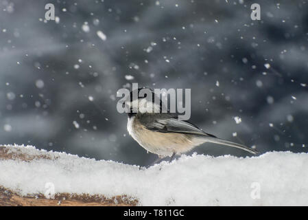 Vadnais Heights, Minnesota. Black-capped Chickadee 'Poecile atricapillus' sitting on branch in a winter storm. Stock Photo