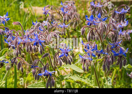 The beautiful flowers of the borage herb, also known as starflower Stock Photo