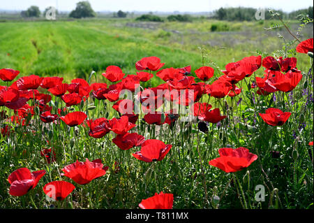 Field with poppy flowers Stock Photo