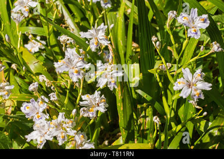 Iris Japonica flowers growing in north east Italy. Also known as Fringed Iris, Shaga or Butterfly Flower Stock Photo