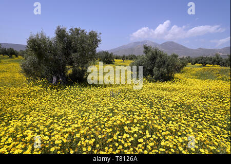 Crown daisies and olive trees Stock Photo