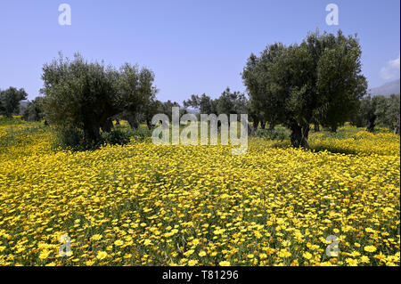 Crown daisies and olive trees Stock Photo