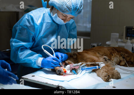 woman veterinarian dentist doing procedure of professional teeth cleaning dog in a veterinary clinic. Anesthetized dog with sensor on tongue. Pet heal Stock Photo