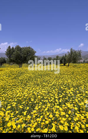 Crown daisies and olive trees Stock Photo