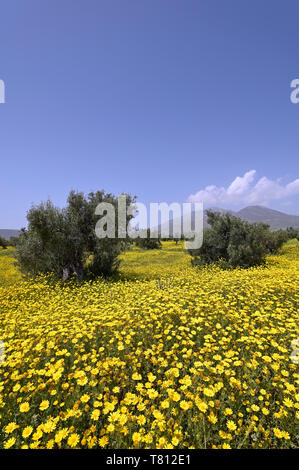 Crown daisies and olive trees Stock Photo