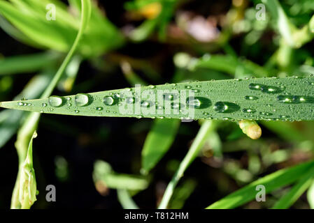 Dewdrops on a leaf of yellow Iris flower Stock Photo