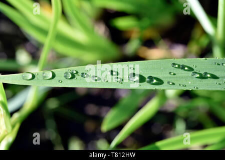 Dewdrops on a leaf of yellow Iris flower Stock Photo