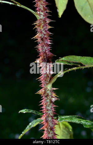 Thorns on a rose plant branch Stock Photo