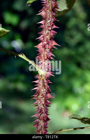 Thorns on a rose plant branch Stock Photo