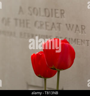 Two blood-red tulips stand before a white gravestone to an unknown soldier in  Sanctuary Wood Cemetery - a WWI burial site near Ypres, Belgium. Stock Photo
