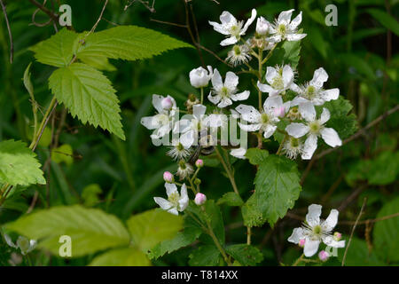 Closeup of a bumblebee on a black berry flower Stock Photo
