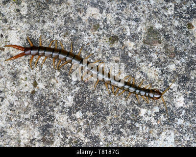 Scolopendra cingulata, also known as Megarian banded centipede and the Mediterranean banded centipede, Bulgaria, April 2019 Stock Photo