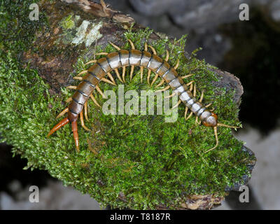 Scolopendra cingulata, also known as Megarian banded centipede and the Mediterranean banded centipede, Bulgaria, April 2019 Stock Photo