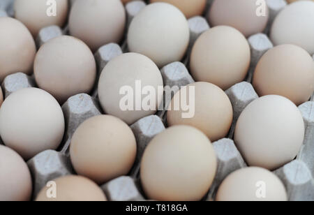 many chicken eggs in a carton tray packing Stock Photo