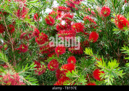 https://l450v.alamy.com/450v/t8197e/bottlebrush-plant-callistemon-red-flowers-pembroke-pines-florida-usa-t8197e.jpg