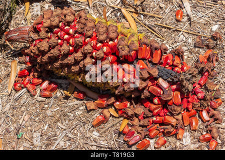 Gorongo Cycad (Encephalartos manikensis) open cone closeup - Davie, Florida, USA Stock Photo