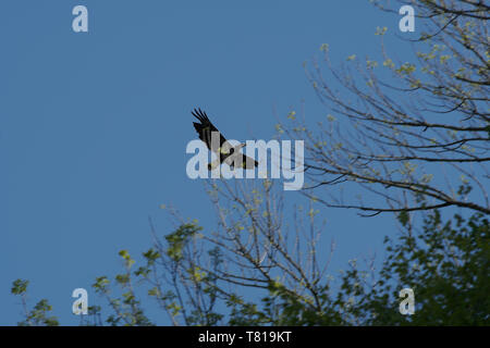 Bald Eagle flying above trees Stock Photo