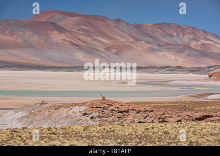 Vicuña perched above the Salar Aguas Calientes, Atacama Desert, Chile Stock Photo