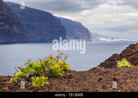 Vegetation on volcanic soil of Tenerife coast, Canary Islands, Spain Stock Photo