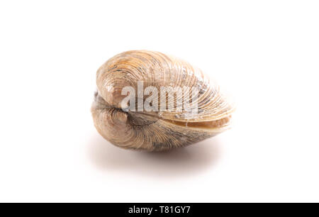 Clams Isolated on a White Background Stock Photo