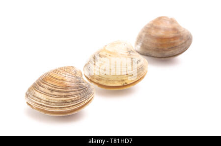 Clams Isolated on a White Background Stock Photo