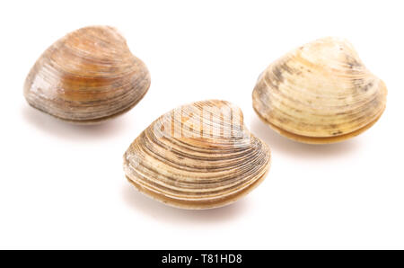 Clams Isolated on a White Background Stock Photo