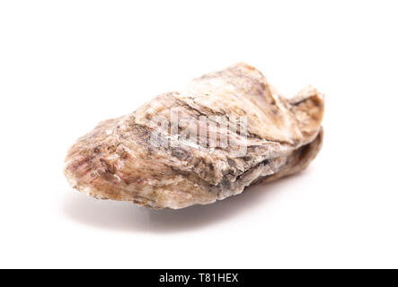Oysters Isolated on a White Background Stock Photo