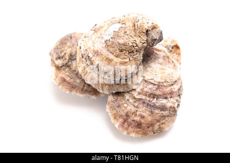 Oysters Isolated on a White Background Stock Photo